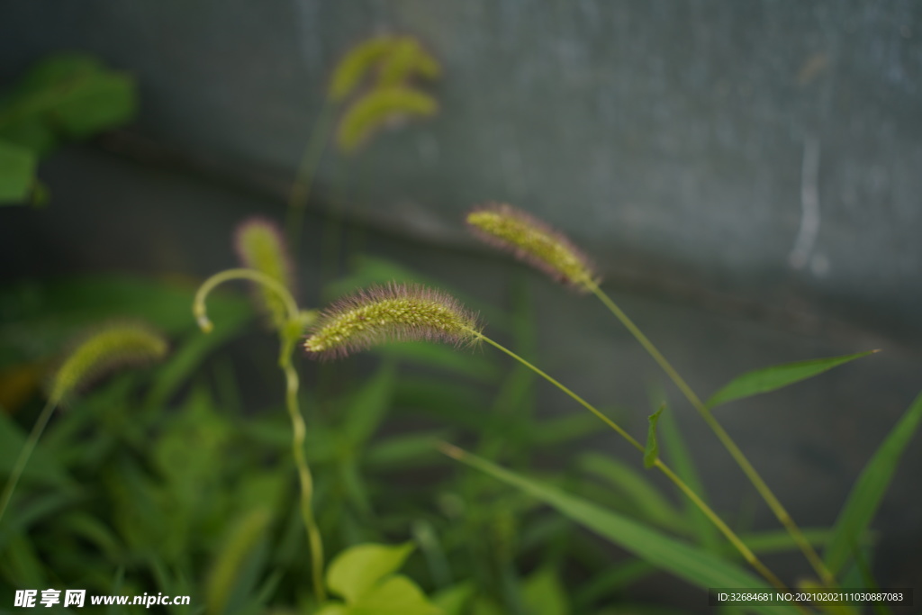 狗尾草