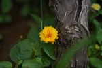 小花