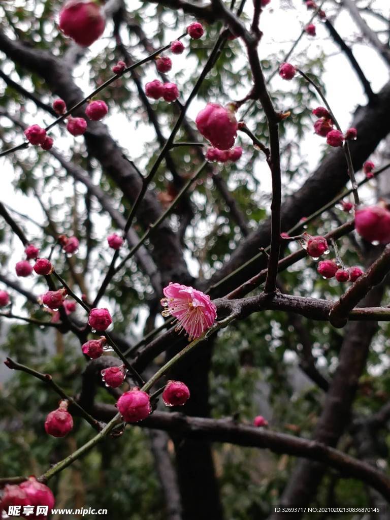 梅花