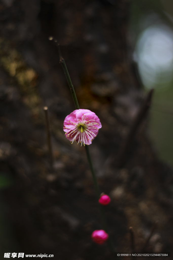 梅花