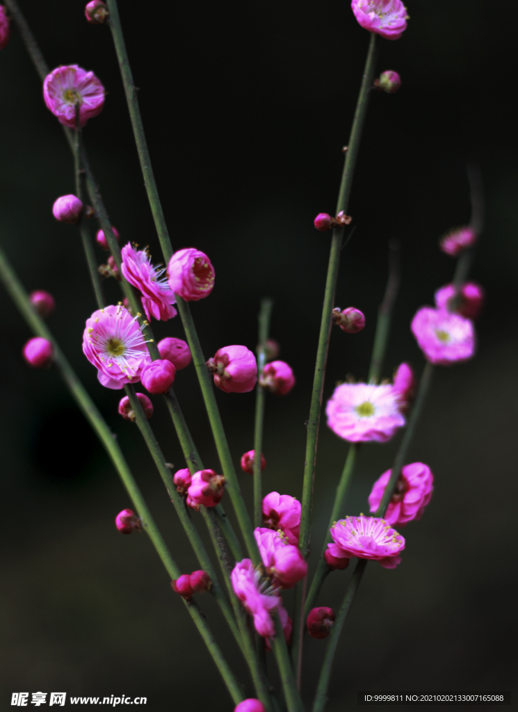 梅花