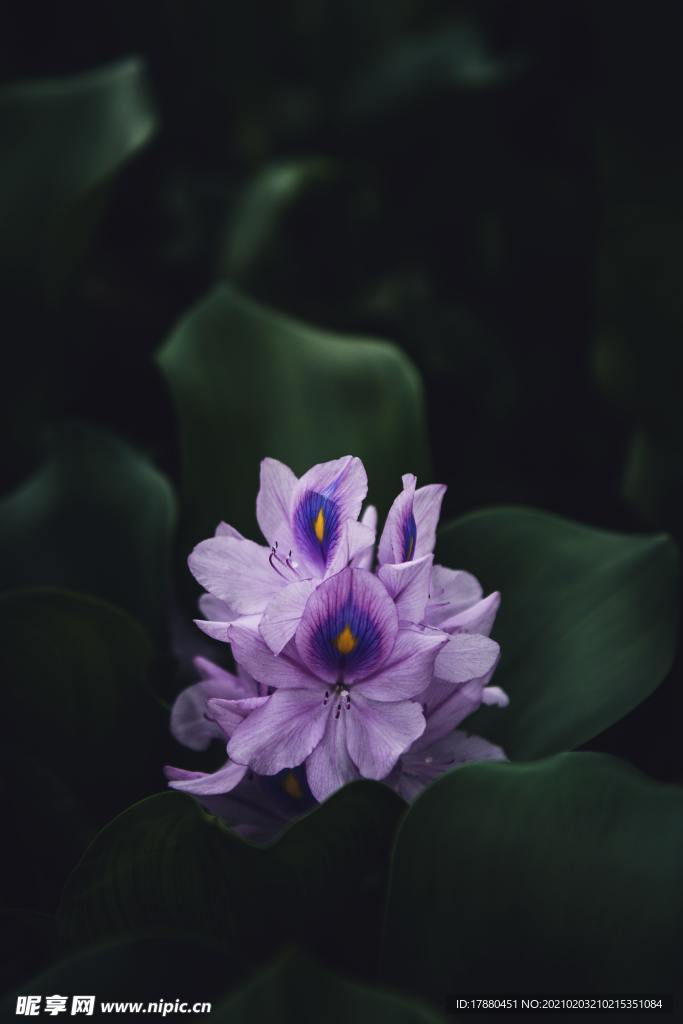 花卉
