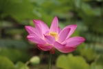 莲花
