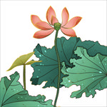 荷花