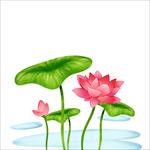 荷花
