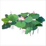 荷花