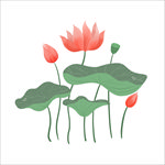荷花