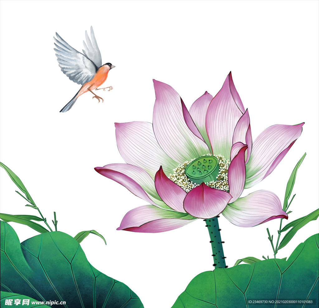 荷花