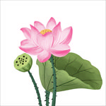 荷花