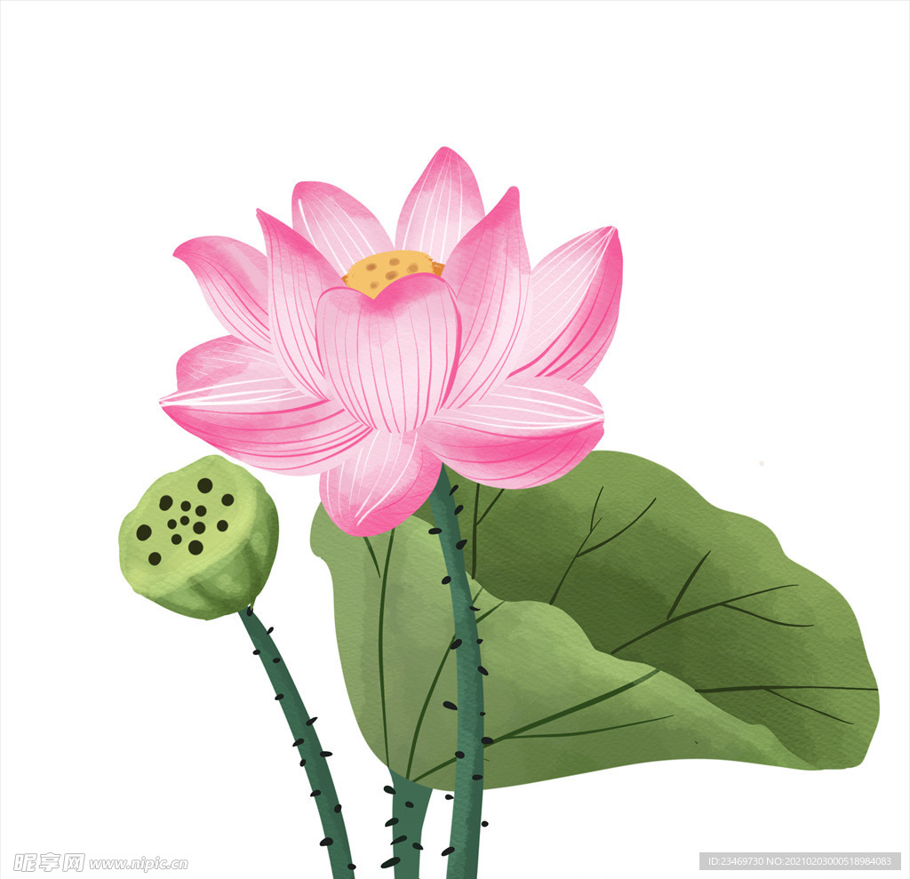荷花