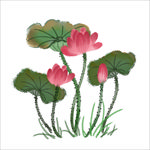 荷花