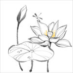 荷花