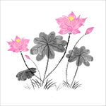 荷花
