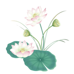荷花