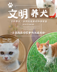 宠物