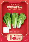 本地芽白苗加档秒