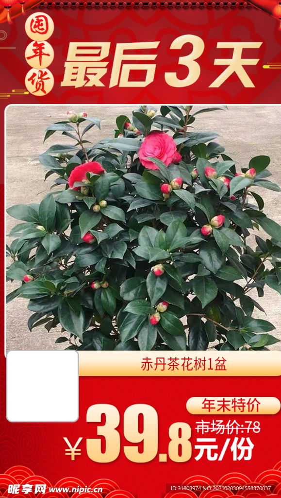赤丹茶花树1盆