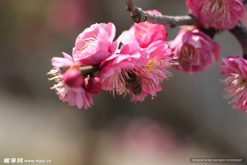 梅花