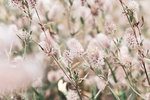 鲜花