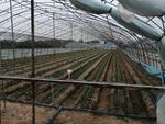 草莓大棚带水肥一体化