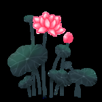 荷花素材