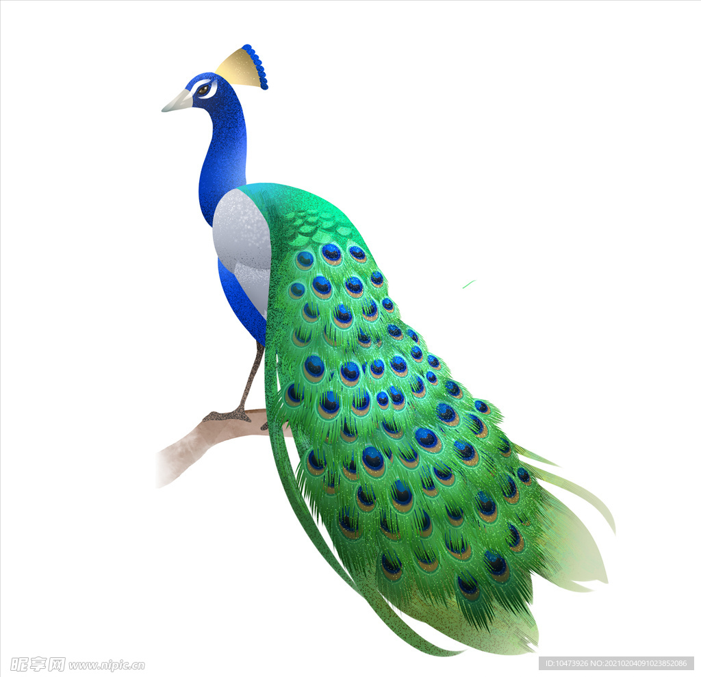孔雀动物插画