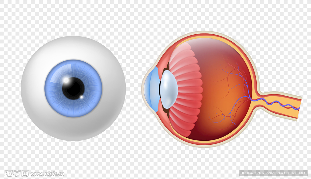 眼睛视网膜结构