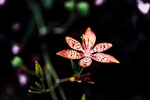 花卉