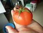 蕃茄