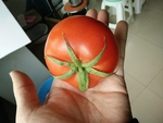 蕃茄