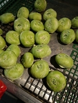 大豆菜
