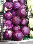 苞菜