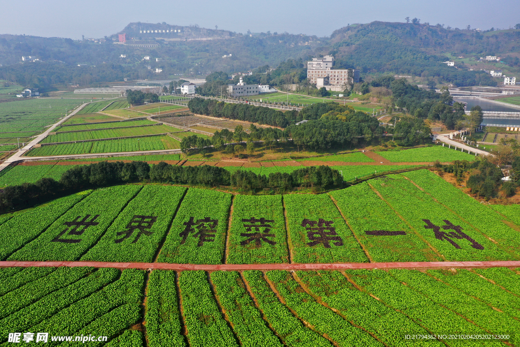 涪陵榨菜