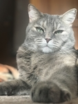 家猫