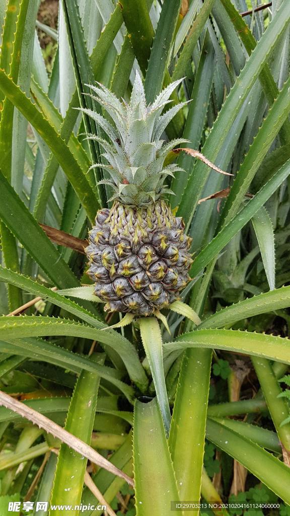 菠萝