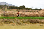 乡村田地风景