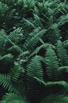 绿色森林植物图片