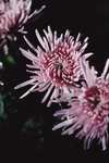 粉色菊花照片