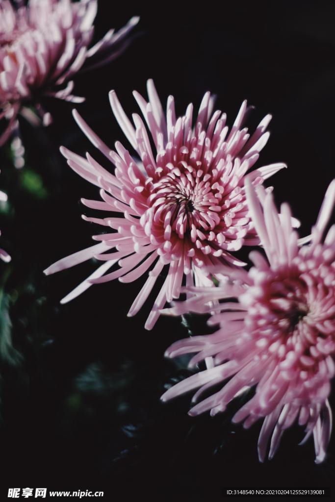 粉色菊花照片