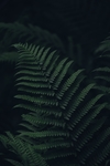 蕨类植物叶子图片