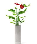 花竹