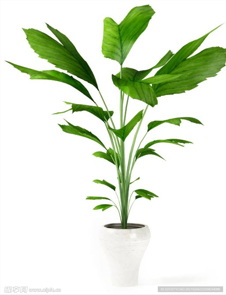 箭根薯