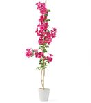 叶子花