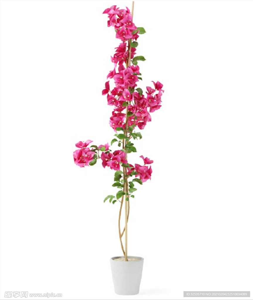 叶子花
