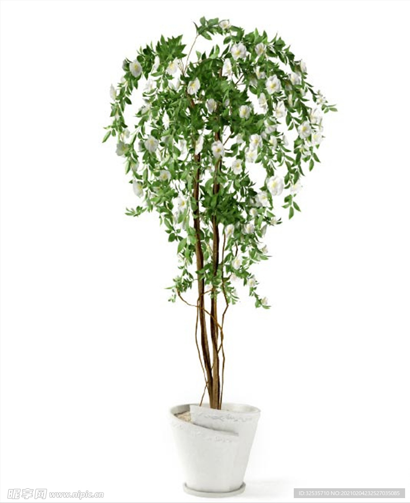 山茶花