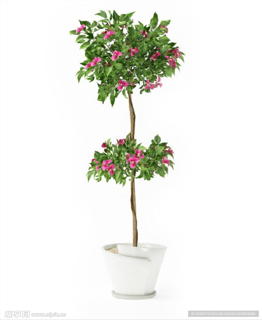 叶子花