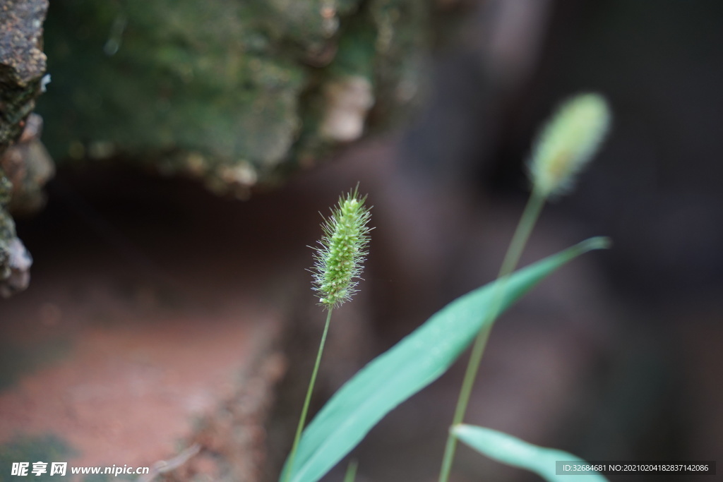 狗尾草