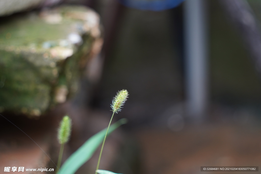 狗尾草
