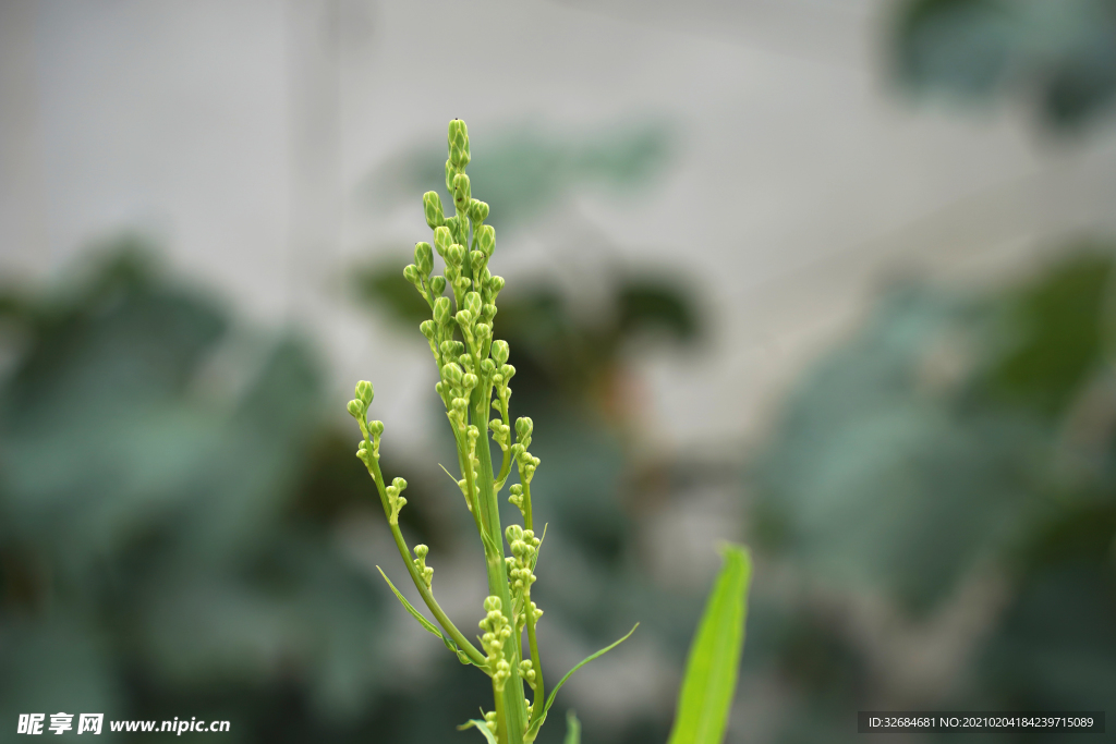 花草