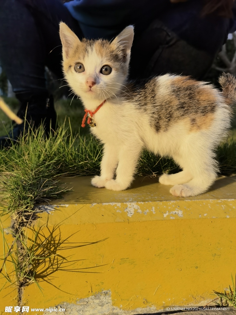 夕阳下的小花猫